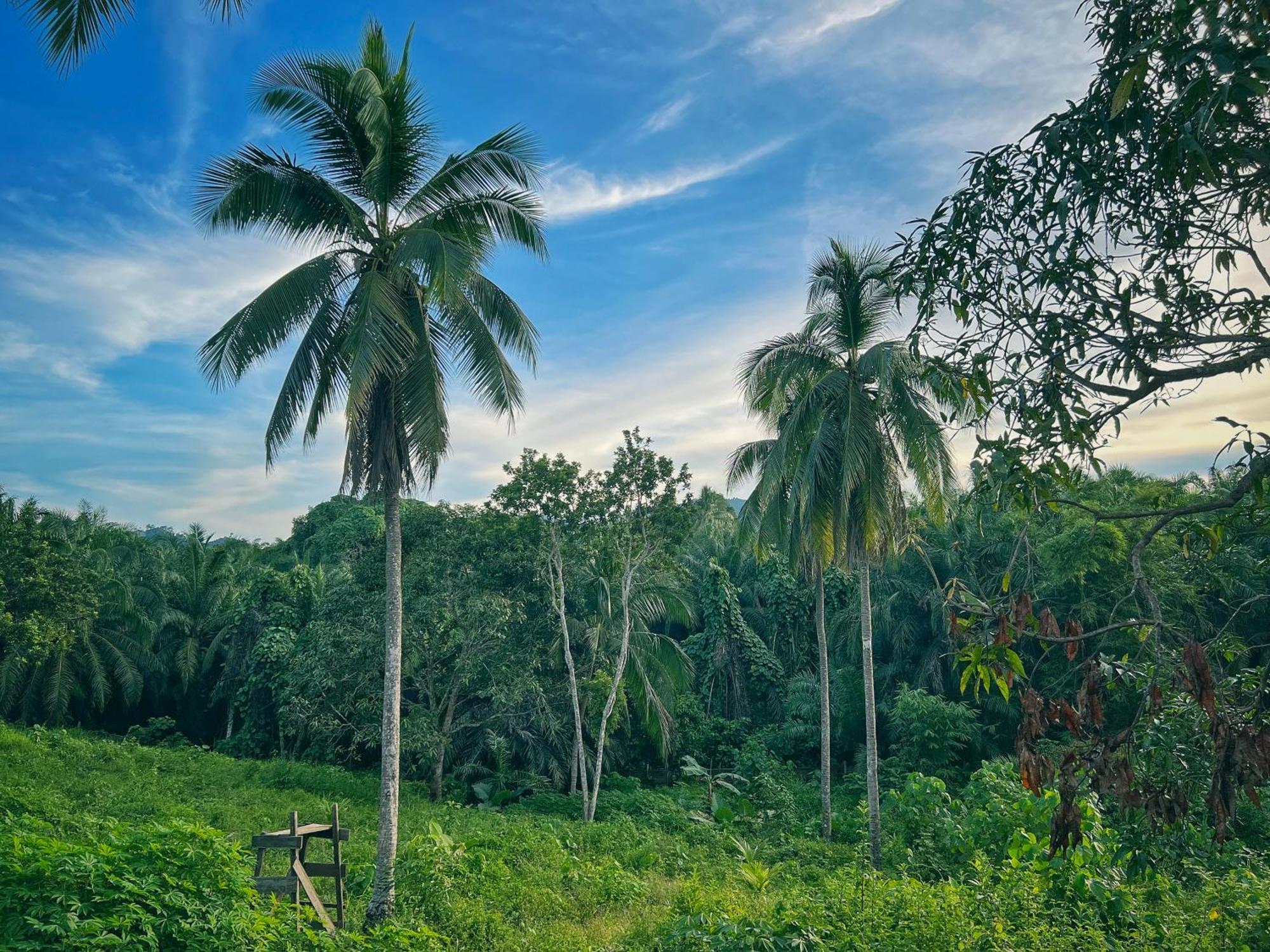 Timba Garden Free Town And Jetty Transport Resort